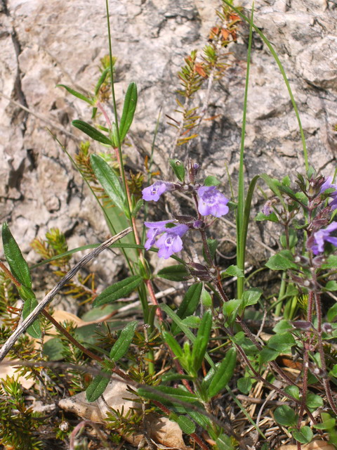 Prealpi Gardesane - Acinos alpinus